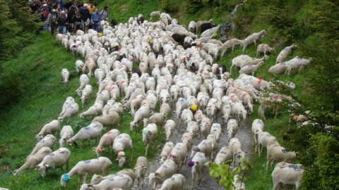 30 Mai 2026 TRANHUMANCE de l'escalette et FÊTE DE L'ESTIVE du Mourtis