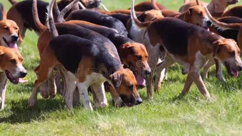 17-18/10/2026 FETE DE LA CHASSE ET DE LA VENAISON