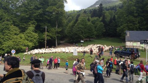 01/06/2025 La Transhumance de l'Escalette